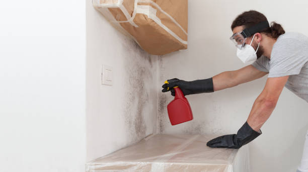 Professional Attic Mold Remediation technician working in Dover, NJ