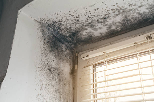 Affordable Attic Mold Remediation solutions in Dover, NJ