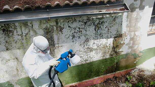 Top rated local Attic Mold Remediation specialists in Dover, NJ